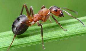 Видеть во сне муравьев. К чему снятся муравьи. Цвет и размер муравьев во сне